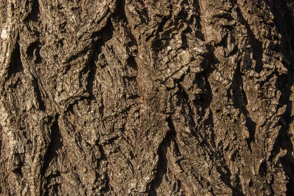 Big Willow Tree Bark Closeup Wooden Background — Stock Photo, Image