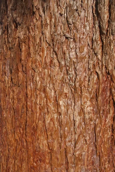 Sequoia Sempervirens Redwood Bark Closeup Wooden Background — Stock Photo, Image