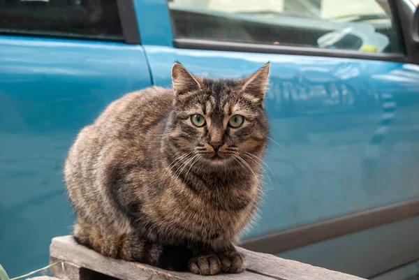 Ulice Bezdomovec Rozkošný Tabby Kočka Odpočinek Detailní — Stock fotografie