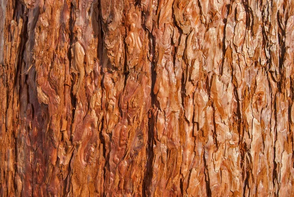 Sequoia Sempervirens Sekwoja Kora Zbliżenie Jako Drewniane Tło — Zdjęcie stockowe