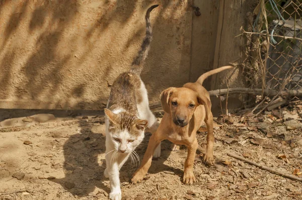 Kleiner Streunender Mischlingshund Und Junge Straßenkatze Als Freunde — Stockfoto