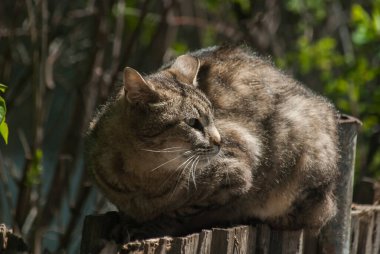 Sokak kedisi eski ahşap bahçe çitlerinin üzerinde yatıyor.