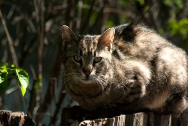 Sokak kedisi eski ahşap bahçe çitlerinin üzerinde yatıyor.