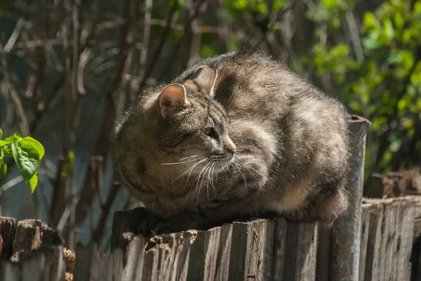 Ulice Kočka Ležící Staré Dřevěné Zahradní Plot Detailní — Stock fotografie