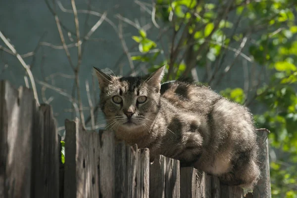 Sokak Kedisi Eski Ahşap Bahçe Çitlerinin Üzerinde Yatıyor — Stok fotoğraf