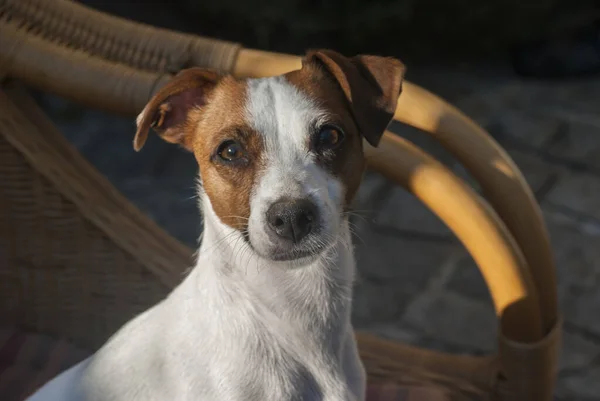 Jack Russell Terrier Dişi Köpek Kafası Yakın Plan — Stok fotoğraf