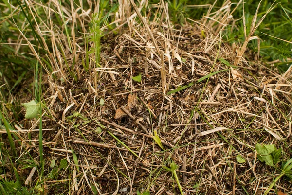 Ameisenhügel Als Oberseite Einer Ameisenkolonie Nahaufnahme — Stockfoto