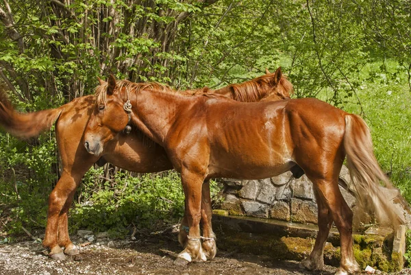 Two Young Male Red Horses Closeup Rural Counrtyside Background — Stock Photo, Image