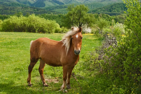 Junges Fohlen Blonde Haare Pferd Nahaufnahme Auf Dem Land Hintergrund — Stockfoto