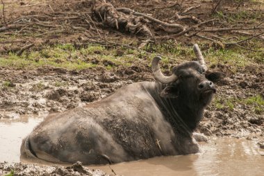 Sığır çiftliği çamur tarlasında dişi siyah su bufalosu yaklaşıyor.