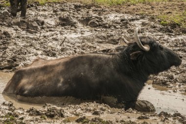 Sığır çiftliği çamur tarlasında dişi siyah su bufalosu yaklaşıyor.