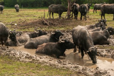 Çiftlikte otlayan bufalo sürüsü.
