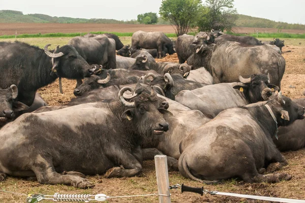 Çiftlikte Otlayan Bufalo Sürüsü — Stok fotoğraf