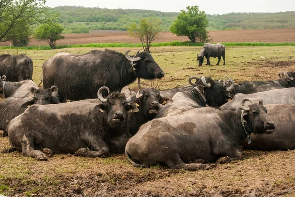 Manada Búfalos Aquáticos Pastoreando Fazenda Rural — Fotografia de Stock