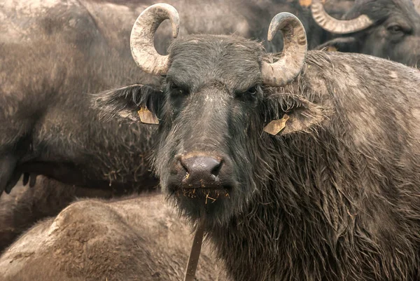 Sığır Çiftliği Çamur Tarlasında Dişi Siyah Bufalosu Yaklaşıyor — Stok fotoğraf
