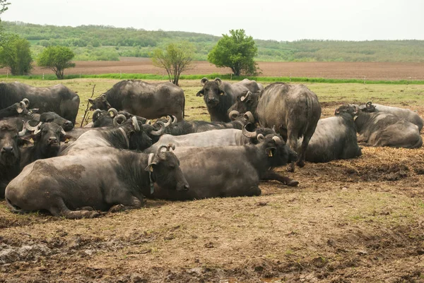 Weiden Van Waterbuffels Boerderijbedrijven — Stockfoto