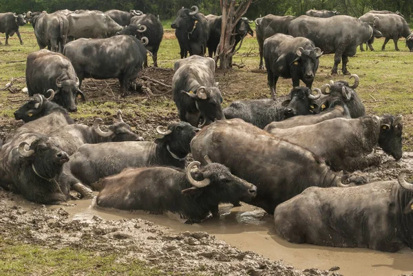 Manada Búfalos Aquáticos Pastoreando Fazenda Rural — Fotografia de Stock