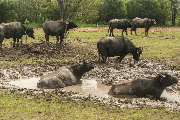 Weiden Van Waterbuffels Boerderijbedrijven — Stockfoto