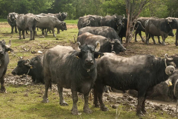 Manada Búfalos Aquáticos Pastoreando Fazenda Rural — Fotografia de Stock