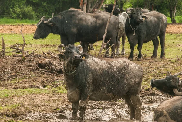 Rebaño Búfalos Agua Pastoreando Granja Rural —  Fotos de Stock