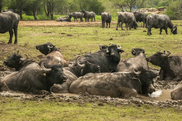 Manada Búfalos Aquáticos Pastoreando Fazenda Rural — Fotografia de Stock