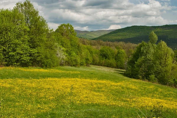 Äng Med Gula Blommande Vårblommor Landskap — Stockfoto