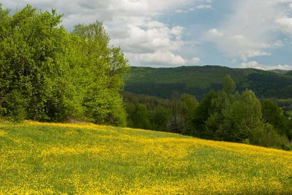 Wiese Mit Gelb Blühenden Frühlingsblumen Landschaft — Stockfoto