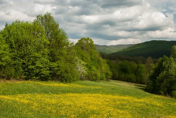 Wiese Mit Gelb Blühenden Frühlingsblumen Landschaft — Stockfoto