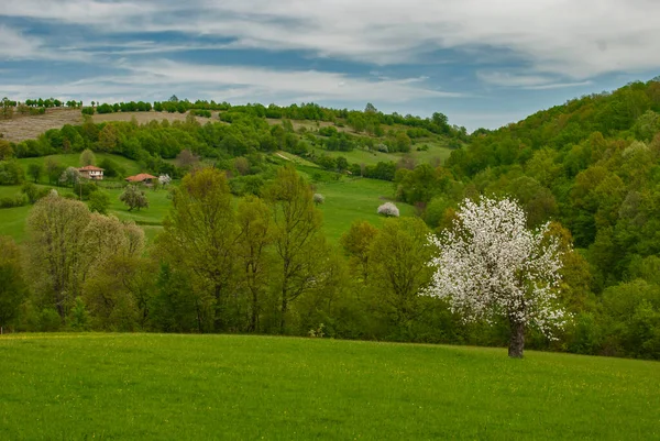Blommande Äppelträd Landsbygden Landskap Som Vår Natur Bakgrund — Stockfoto