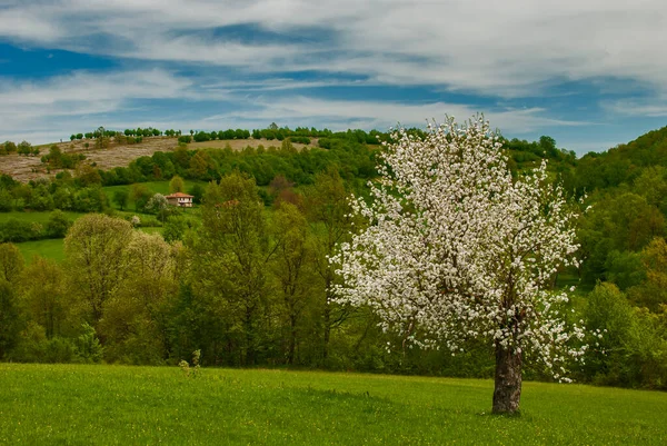 Pommier Fleuri Sur Paysage Rural Campagne Comme Fond Naturel Printemps — Photo