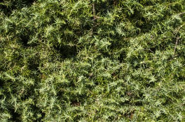 Ardıç bush yaprakları
