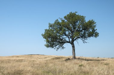 Yalnız ağaç dağ tepe üzerinde