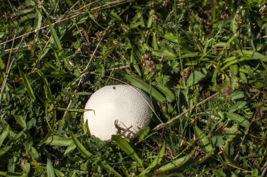 Kurtmantarı mantar çim