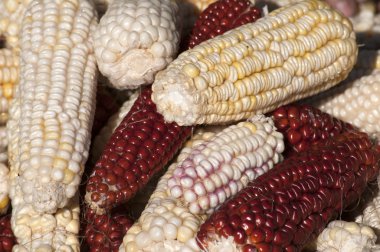 Beyaz ve kırmızı ham corncobs