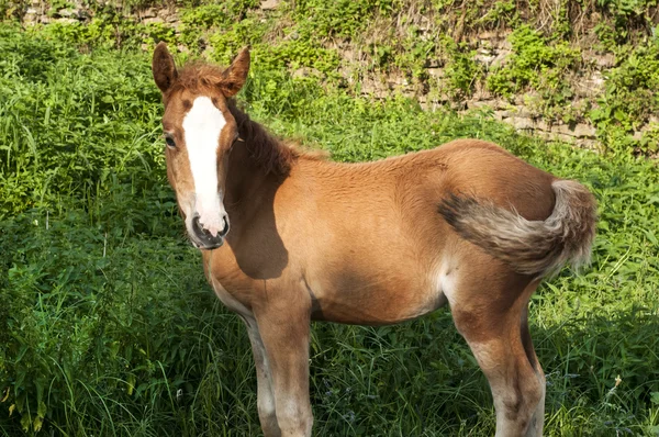 Foal en medio de vegetación verde —  Fotos de Stock