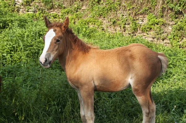 Poulain au milieu de la végétation verte — Photo