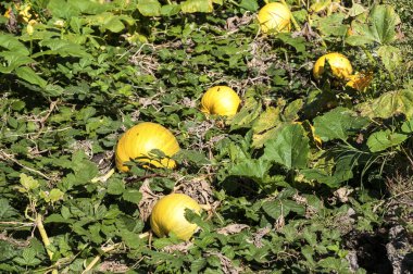 Kabaklar kırsal Sebze Bahçe