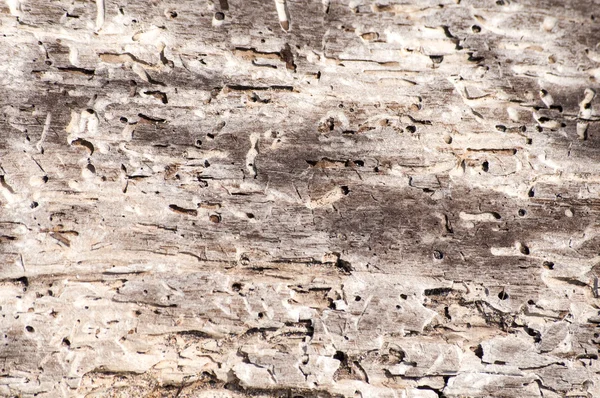 Droog doorgewinterde hout oppervlak — Stockfoto