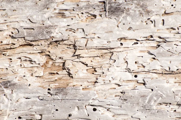 Suche zwietrzałych powierzchni drewna — Zdjęcie stockowe