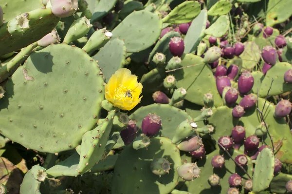 Flor amarilla de cactus florido —  Fotos de Stock