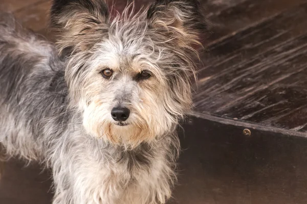 Çok güzel tüylü köpek — Stok fotoğraf