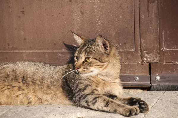 Mourovatá kočka, spočívající — Stock fotografie