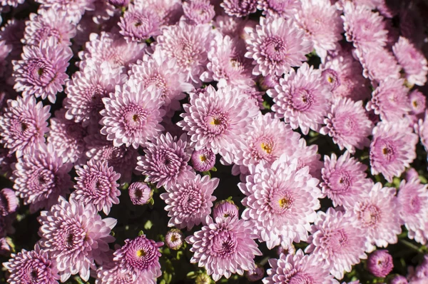 紫の菊 — ストック写真