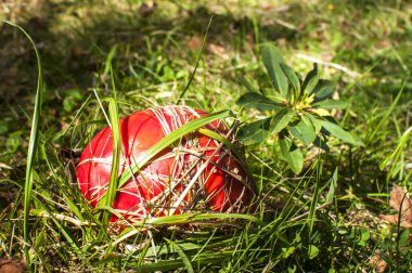 Kırmızı Zehirli mantar