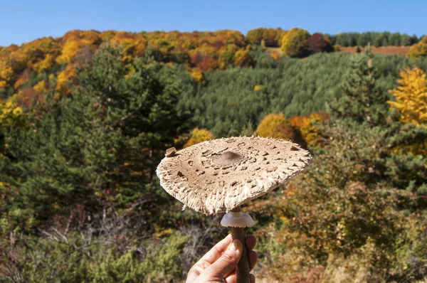 Cogumelo parasol — Fotografia de Stock