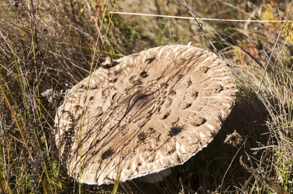 Champignon parasol — Photo