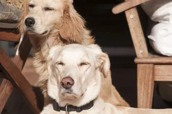 Dogs on fall sun lit porch — Stock Photo, Image