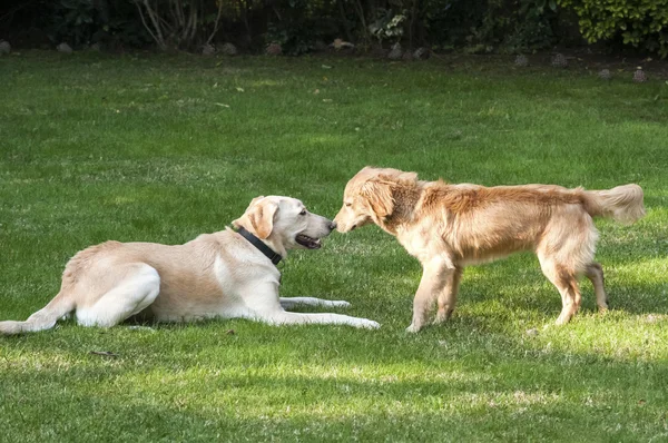 Arka bahçesinde oynayan köpekler