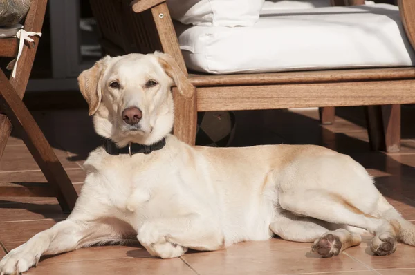 Pies Labrador na spadek słońce świeci ganek — Zdjęcie stockowe