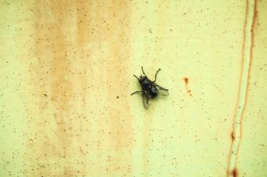 Bir sinek paslı teneke yüzeyi